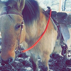 Meet your Posher, Riley